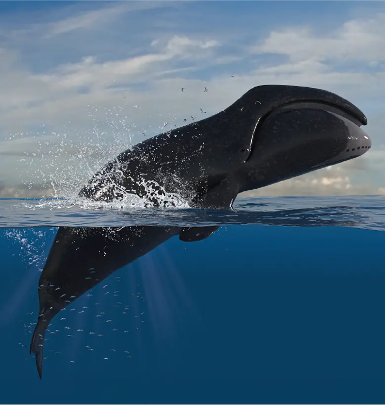 photo of Bowhead whale:
