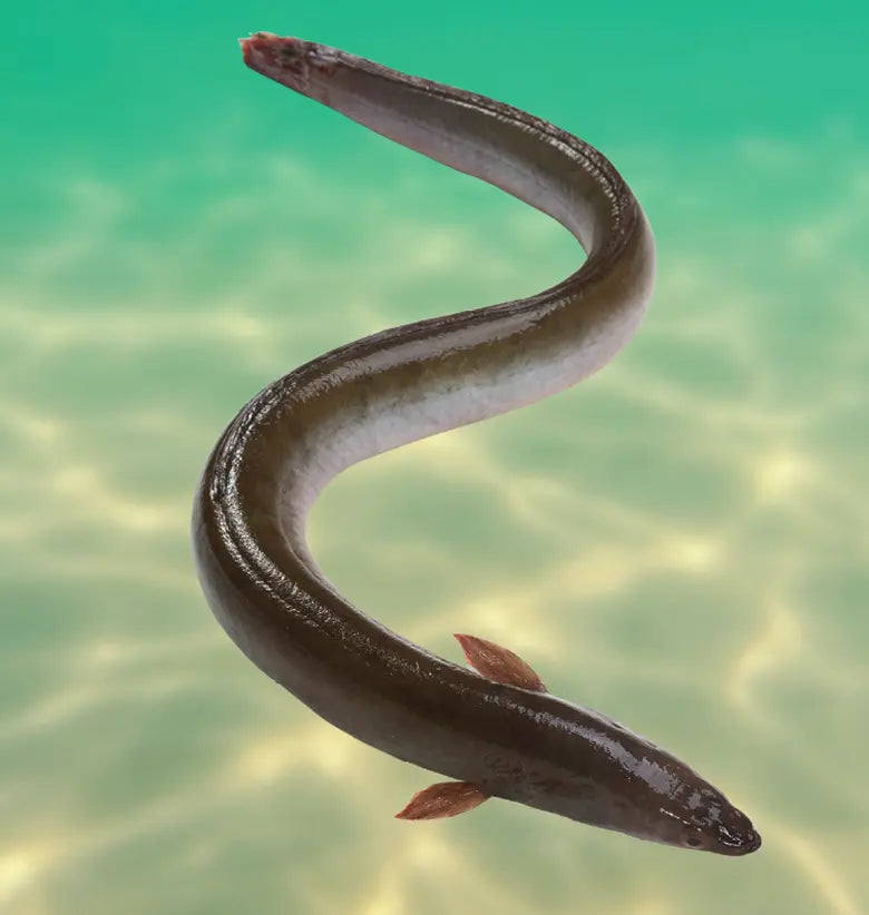 photo of Electric Eel: