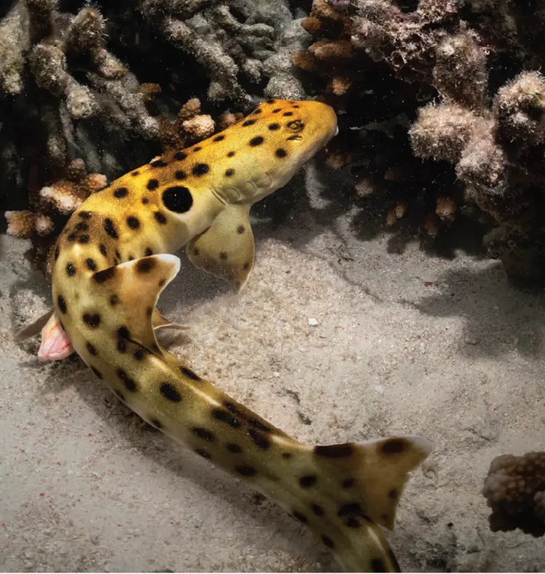 photo of Epaulette shark: