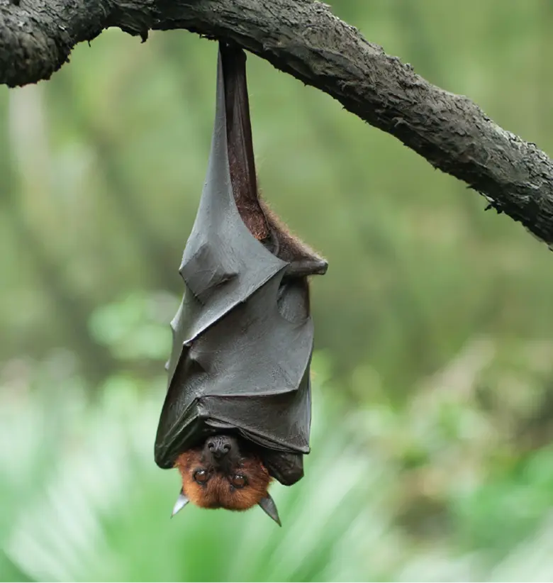 photo of Flying Fox: