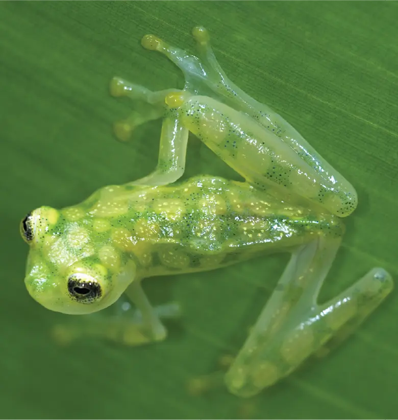 photo of Glass Frog: