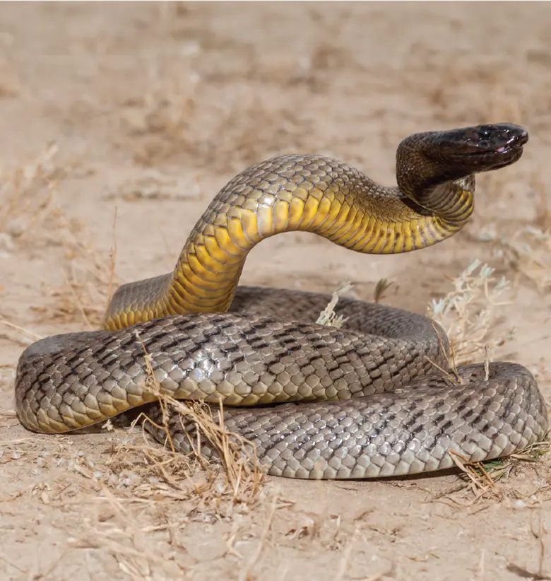 photo of Inland Taipan: