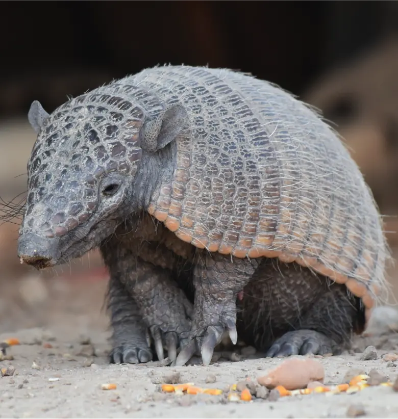 photo of Nine-banded Armadilo: