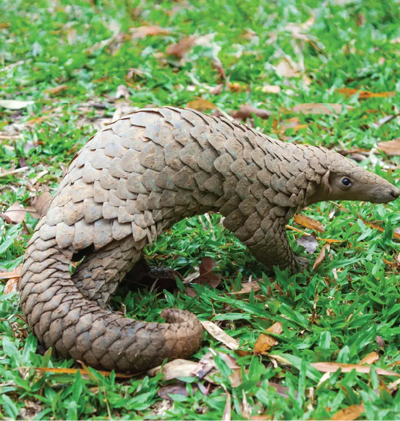 photo of Pangolin:Pangolin walking on grass
