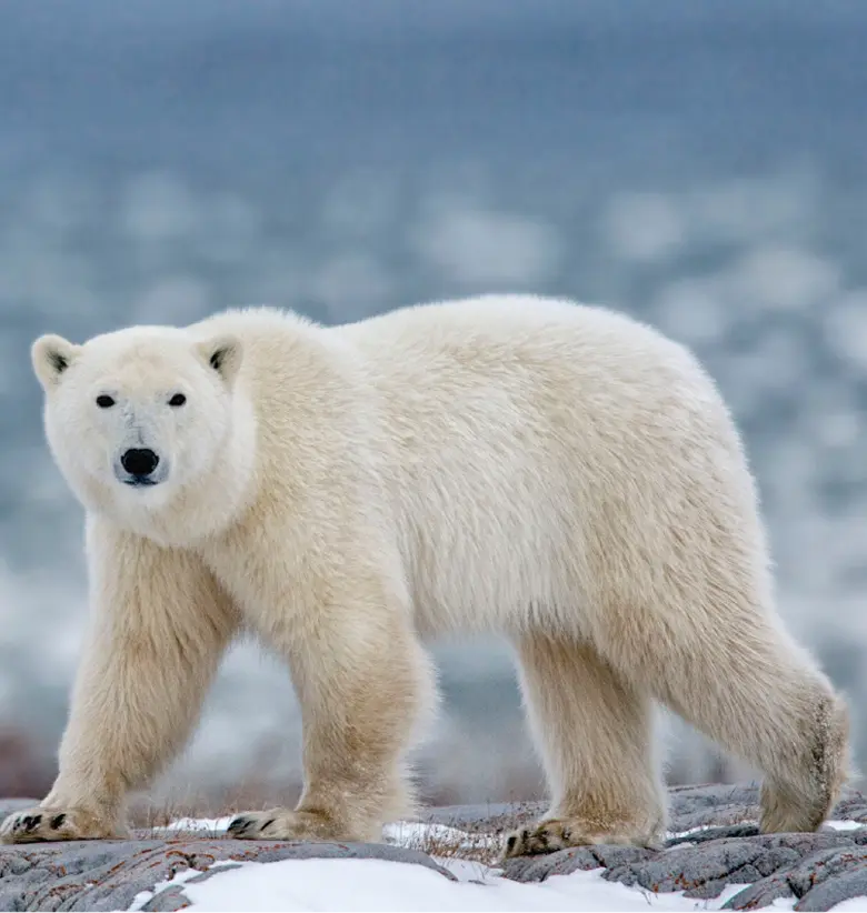 photo of Polar Bear :