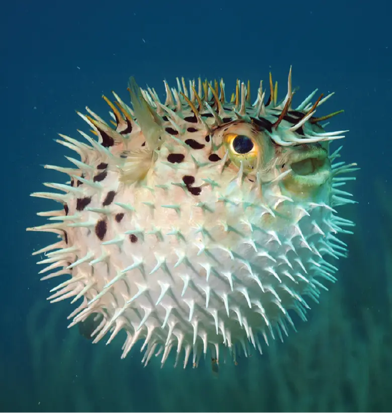photo of Pufferfish: