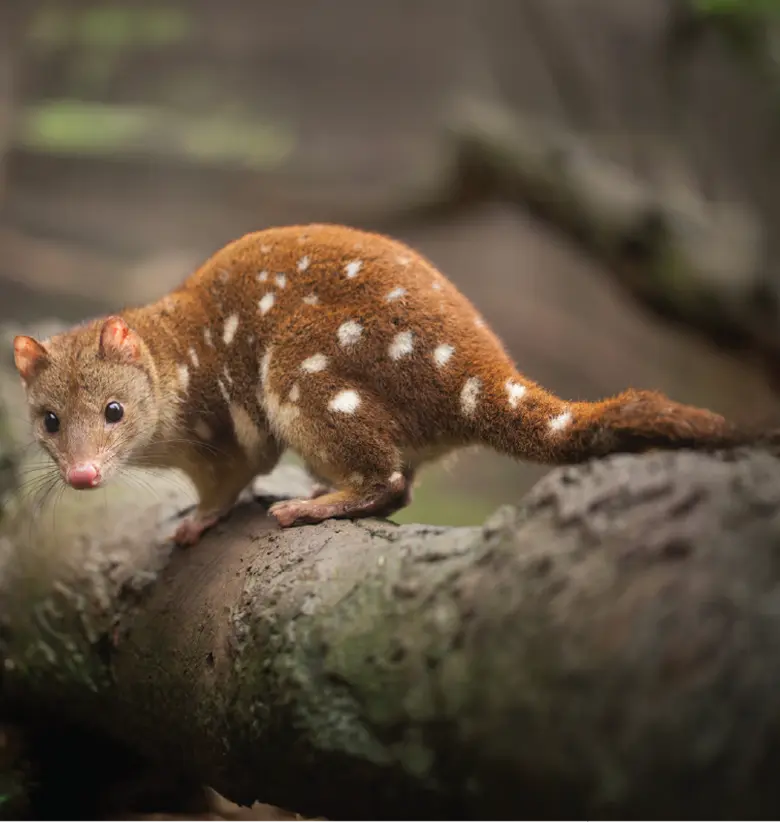photo of Quolls:Small marsupial with white spots on a log