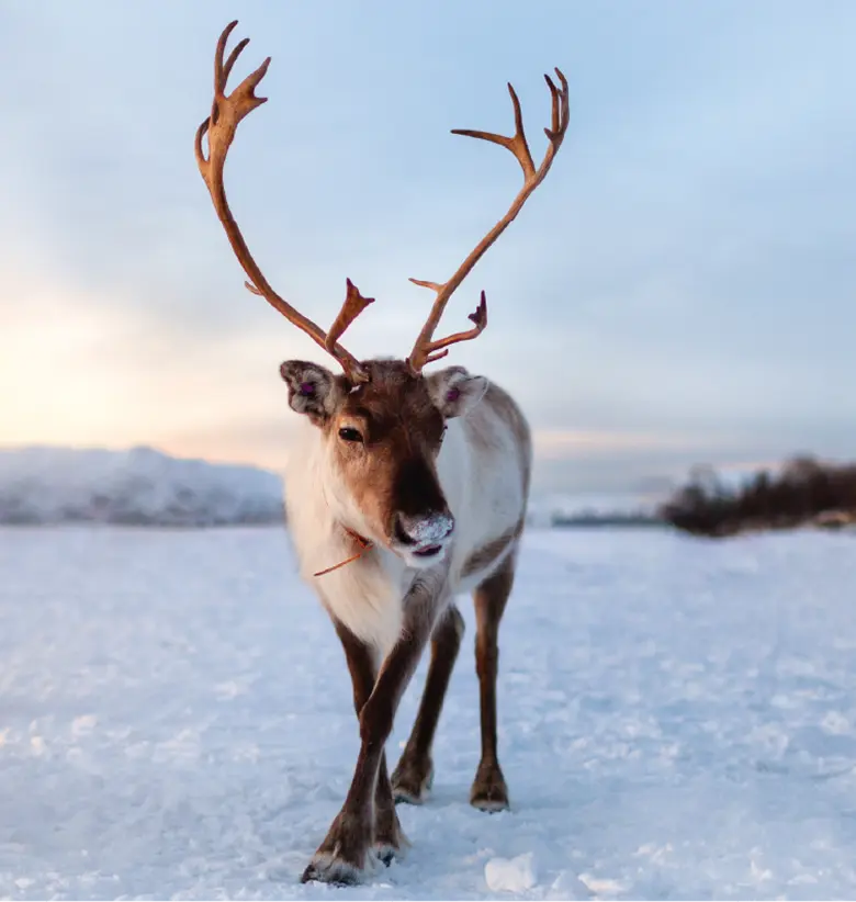 photo of Reindeer :