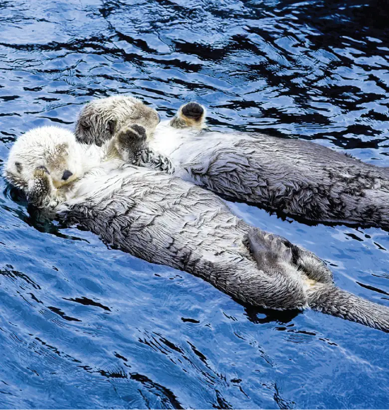 photo of Sea Otters: