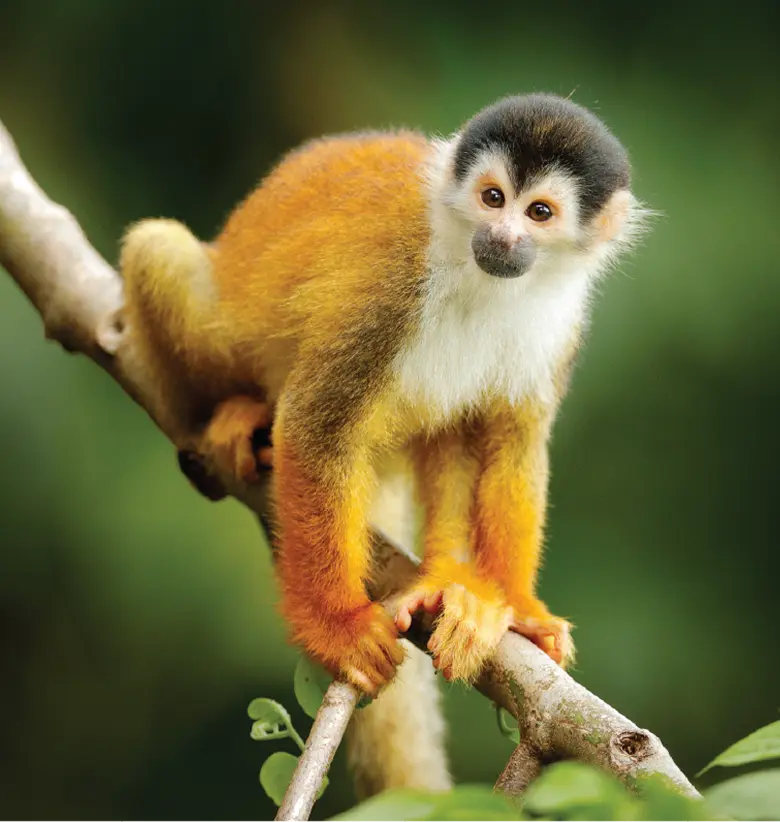 photo of Squirrel Monkey:Small monkey sitting on a branch with a blurred green background