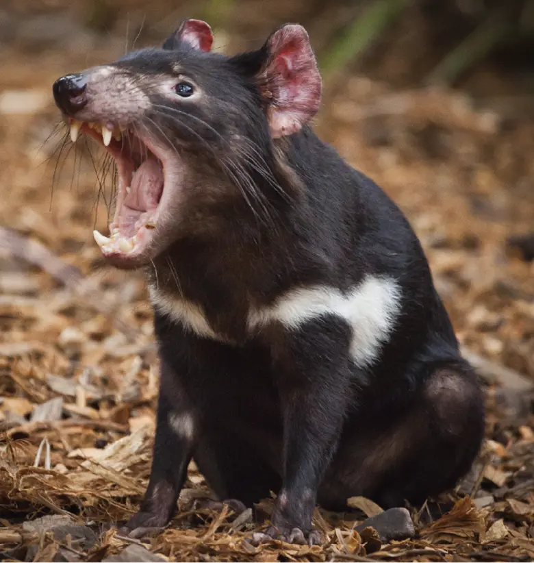 photo of Tasmanian Devil:Tasmanian devil with its mouth open on a natural background