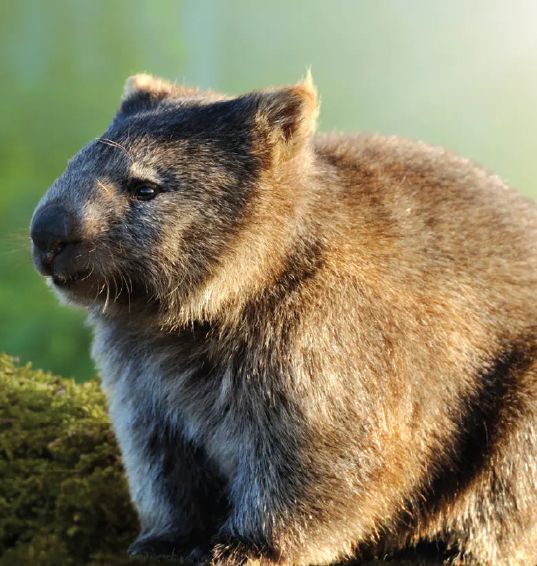 photo of Wombat :