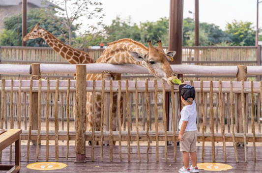 Kid playing with a giraffe at a zoo 