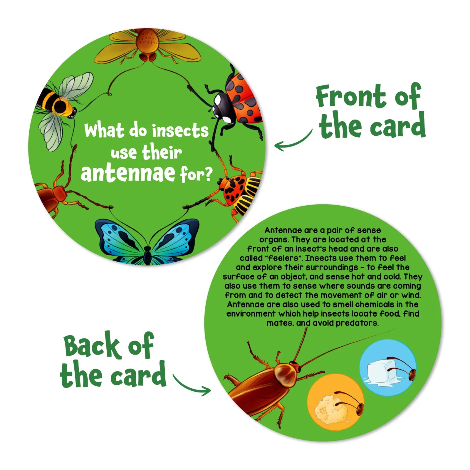 Educational insect card from Science Snippets Animals & Multiplication Flash Cards set