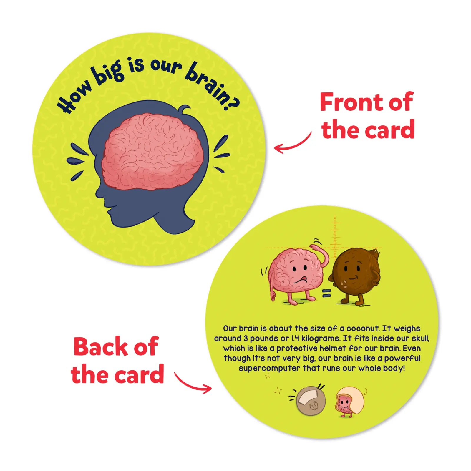 Educational brain card from Science Snippets Kit The Human Body for ages 7 plus
