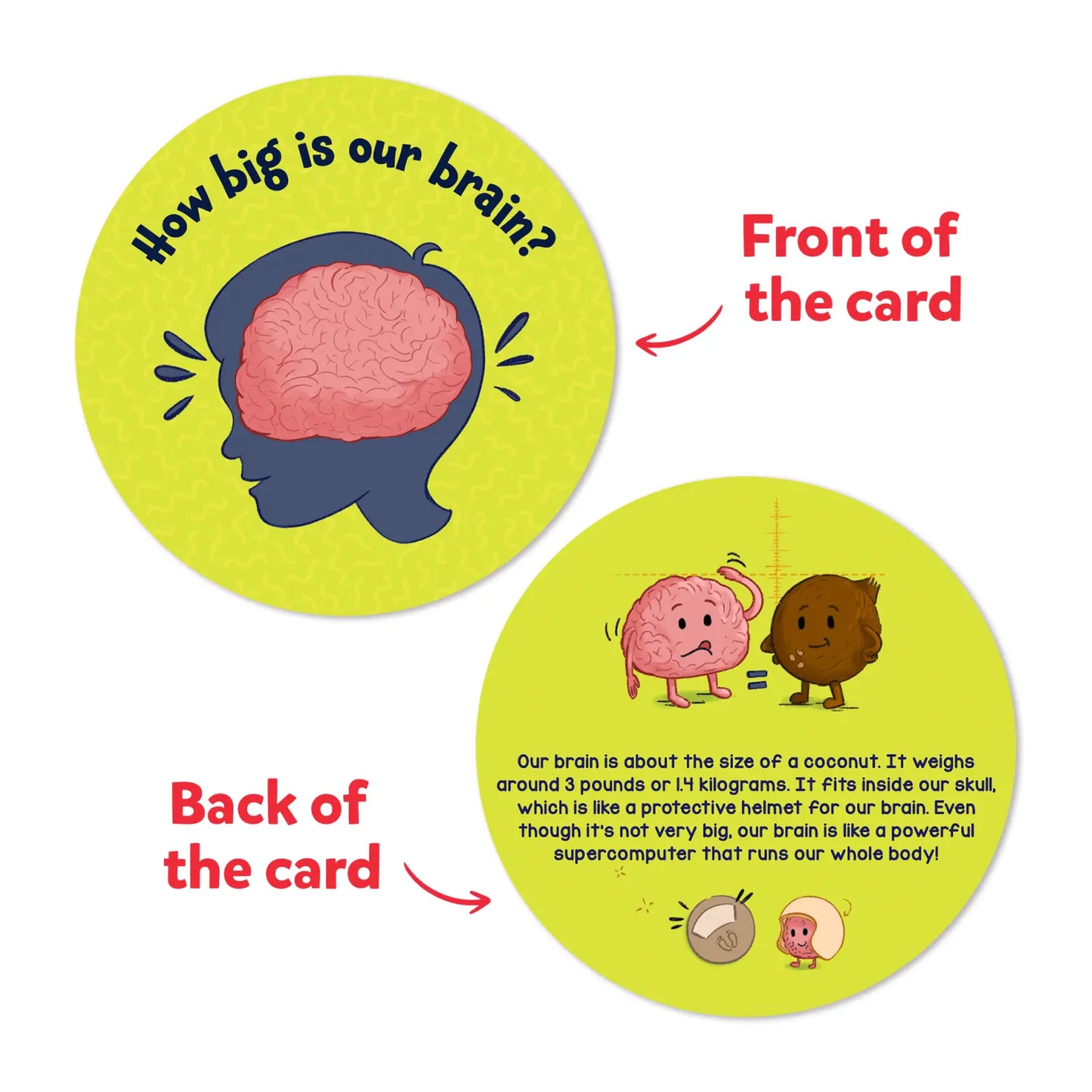 Educational brain card from Science Snippets Kit The Human Body for ages 7 plus